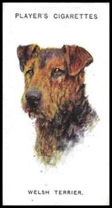 48 Welsh Terrier